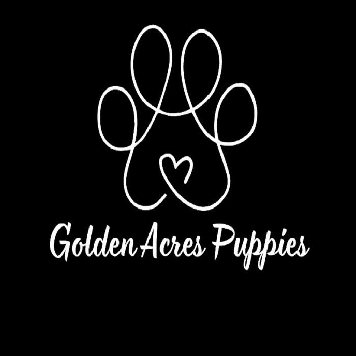 goldenacrespuppies