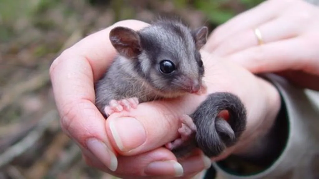 possumremoval
