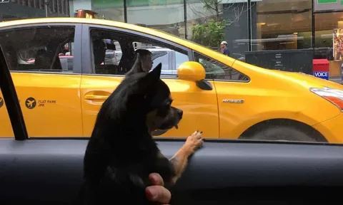 pettaxiexpress
